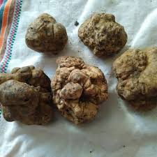 Tuber Magnatum Pico Tartufo Bianco Piemonte Desserts Truffles Food