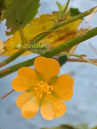 Image result for Sida ovata