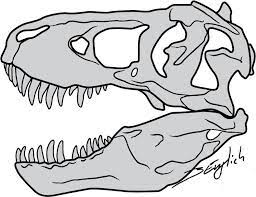 Alongside fossil skeletons, we sometimes display casts, which are made from extremely accurate molds that are shaped directly from the fossils. T Rex Skull Drawing Google Search Dinosaur Drawing Dinosaur Silhouette Skeleton Drawings