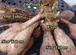 Growing Dahlias Dahlias Helpful Growing Dahlia Tubers Dahlia Grow Tips How To Ondahlia Tubers Growing Dahl Growing Dahlias Dahlia Dahlias Garden