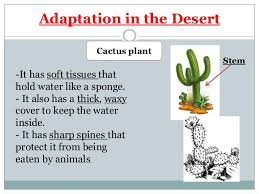How do you know your flowering cactus plant will bloom? How Do Plants Survive In The Environment