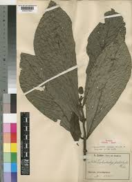 Image result for Trichostachys