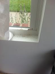 Natureplus: Please Help Id These Small Black Flying Bugs On Window Sill
