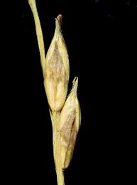 Image result for Acroceras amplectens