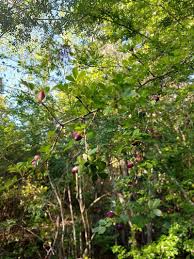 Image result for Haplocoelum