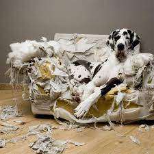 A wide variety of washable puppy options are available to you, such as material, feature, and commercial buyer. Tips To Stop Your Dog Biting The Furniture