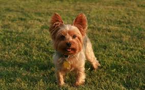 Image result for white yorkshire terrier