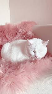1 Tumblr Cat Aesthetic Pastel Pink Aesthetic Pink Aesthetic