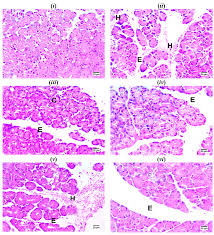 Image result for Tephrosia miranda