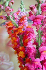 Snapdragons Pretty Flowers Beautiful Flowers Annual Flowers