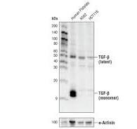 TGF-beta Antibody
