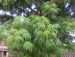 Image result for Jatropha multifida