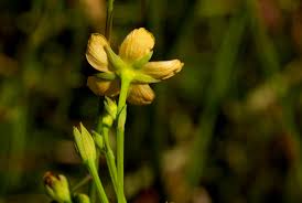Image result for Hypericum lalandii