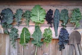 Or, run the risk of harboring disease. 8 Best Kale Vegetable Ideas In 2021 Kale Vegetable Kale Kale Recipes