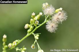 Image result for Conyza limosa