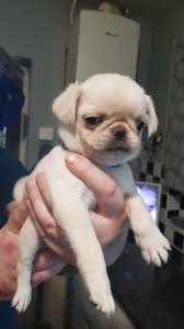 I am black like batman, but i could be your joker! Frenchpuppiesadoption Posts Facebook