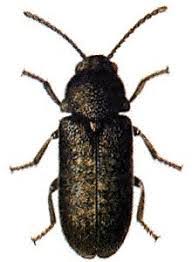 Only then is it likely they were from the same crop. K Is For Kinds Of Wood Boring Beetle Woodworm Atlantis Property Preservation