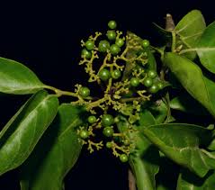 Image result for Premna