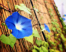 Morning Glory Flower In Hindi Name Best Flower Wallpaper
