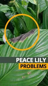 Peace Lily Problems And Common Issues Peace Lily Plant Care Lily Plants Peace Lily Plant