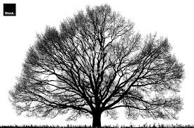 You can edit any of drawings via our online image editor before downloading. Black Oak Tree Quercus Petraea Isolated On White In Spring Expansive Canopy High Resolution Trees On White Trees On White