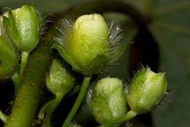 Image result for Lepistemon owariensis