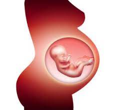Entwicklung Von Grosse Und Gewicht Beim Embryo Und Fotus Ubersicht