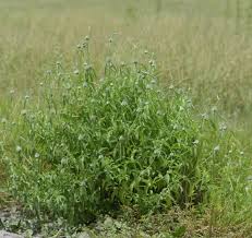 Image result for Acrotome inflata