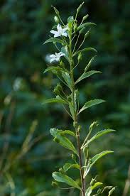 Image result for Scrophulariaceae