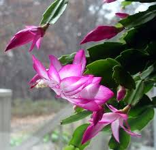 There aren't a great many varieties available. Now Showing The Coolest Cactus