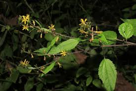 Image result for Triumfetta