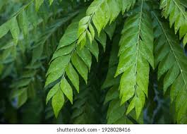 Maybe you would like to learn more about one of these? Daun Salam Images Stock Photos Vectors Shutterstock