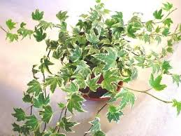 アイビーの育て方 自然と暮らす 観葉植物
