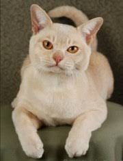 If you don't own 1 or 2 (or. Burmese Cats For Sale Burmese Cat Breeders