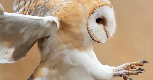 18 Amazing Facts About Birds Lovethegarden