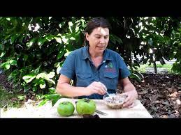 We did not find results for: Black Sapote Tree Chocolate Pudding Fruit Tree Youtube