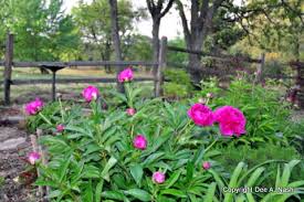 The flower's a nice touch, i also like that the waves which are another deviation from traditional mermaid images. Ten Easy Flowers To Grow In Oklahoma Red Dirt Ramblings