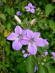 Image result for Barleria obtusa