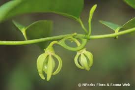 Image result for Artabotrys