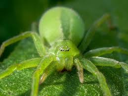 The majority of kentucky's spiders are harmless to humans, even when they enter our living environments. Meet The Families A Field Guide To Spiders Of Australia Csiroscope
