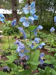 Perhaps most notably, the descriptive term of himalayan blue poppy serves as the most frequently used common name for a truly stunning variety. Plantfiles Pictures Meconopsis Species Himalayan Blue Poppy Tibetan Blue Poppy Meconopsis Betonicifolia By Weezingreens