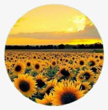 Check spelling or type a new query. Sunflower Tumblr Png Images Free Transparent Sunflower Tumblr Download Kindpng