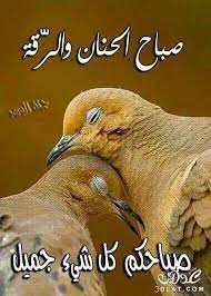 اجمل رسائل وصور الصباح 2020 مسجات دعاء صور صباح الخير حبيبيتي 2020 مسجات صباحيه رائعه good morning beautiful good morning greetings arabic funny