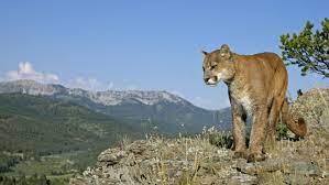 Bisher zeugten nur gerissen tiere von der existenz der raubkatzen. Raubkatzen Pumas Furchten Den Super Rauber Mensch Archiv