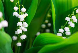 Check spelling or type a new query. Planter Le Muguet Gamm Vert