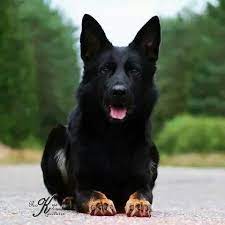 Click Visit Site And Check Out Best German Shepherd T Shirts This Website Is Outstanding Tip Y German Shepherd Dogs Black German Shepherd Dogs And Puppies