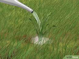 We did not find results for: 9 Easy Ways To Get Rid Of Weeds Without Killing Grass Wikihow