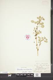 Image result for Amaranthus praetermissus