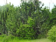 Image result for Euphorbia distinctissima