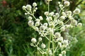 Image result for Erythrococca